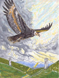 Condor