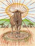 Wildebeest